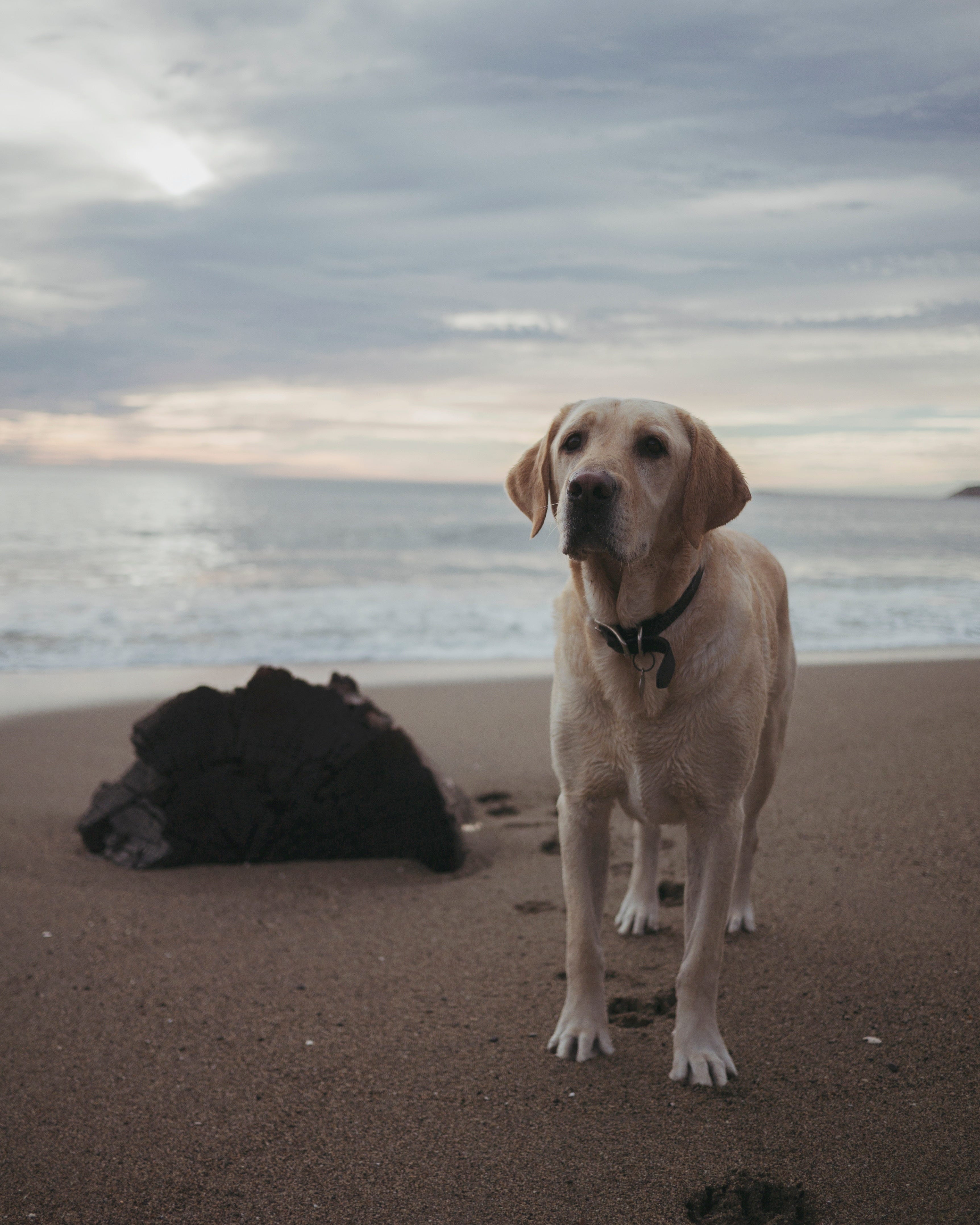 sky dog training collar