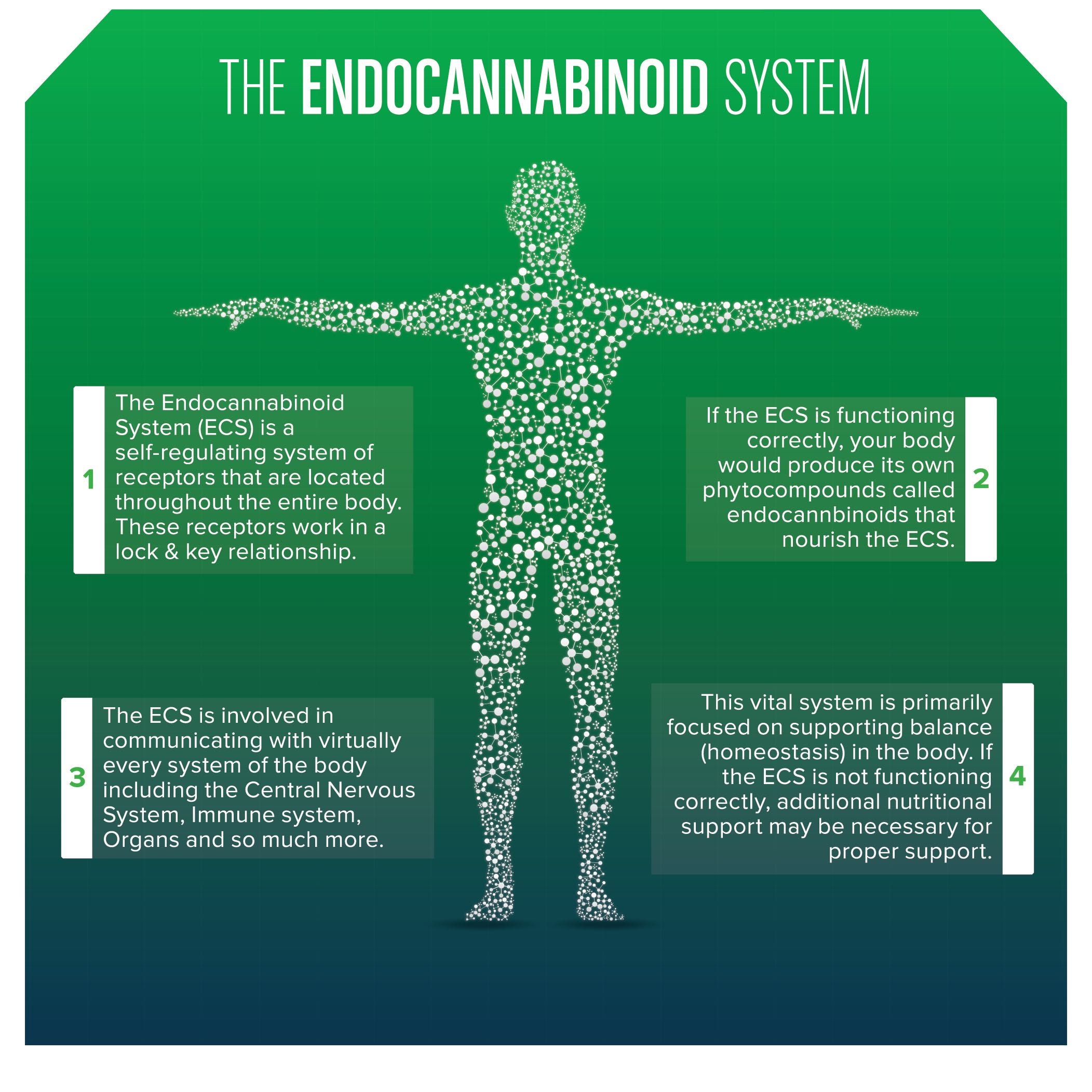 A simple explanation of the Endocannabinoid System | by Justin Nguyen