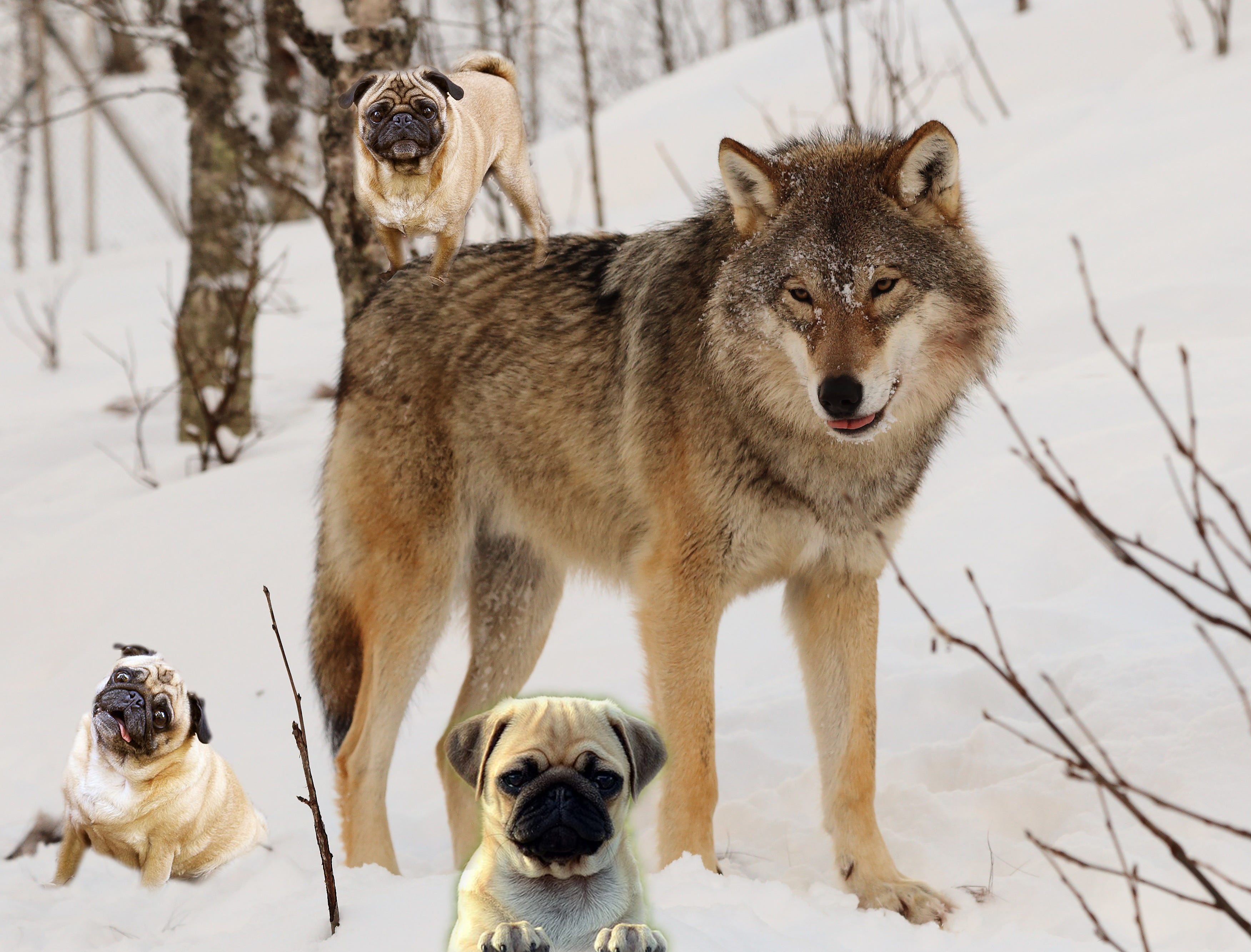 From Wolf to Pug: What happened?. Have 