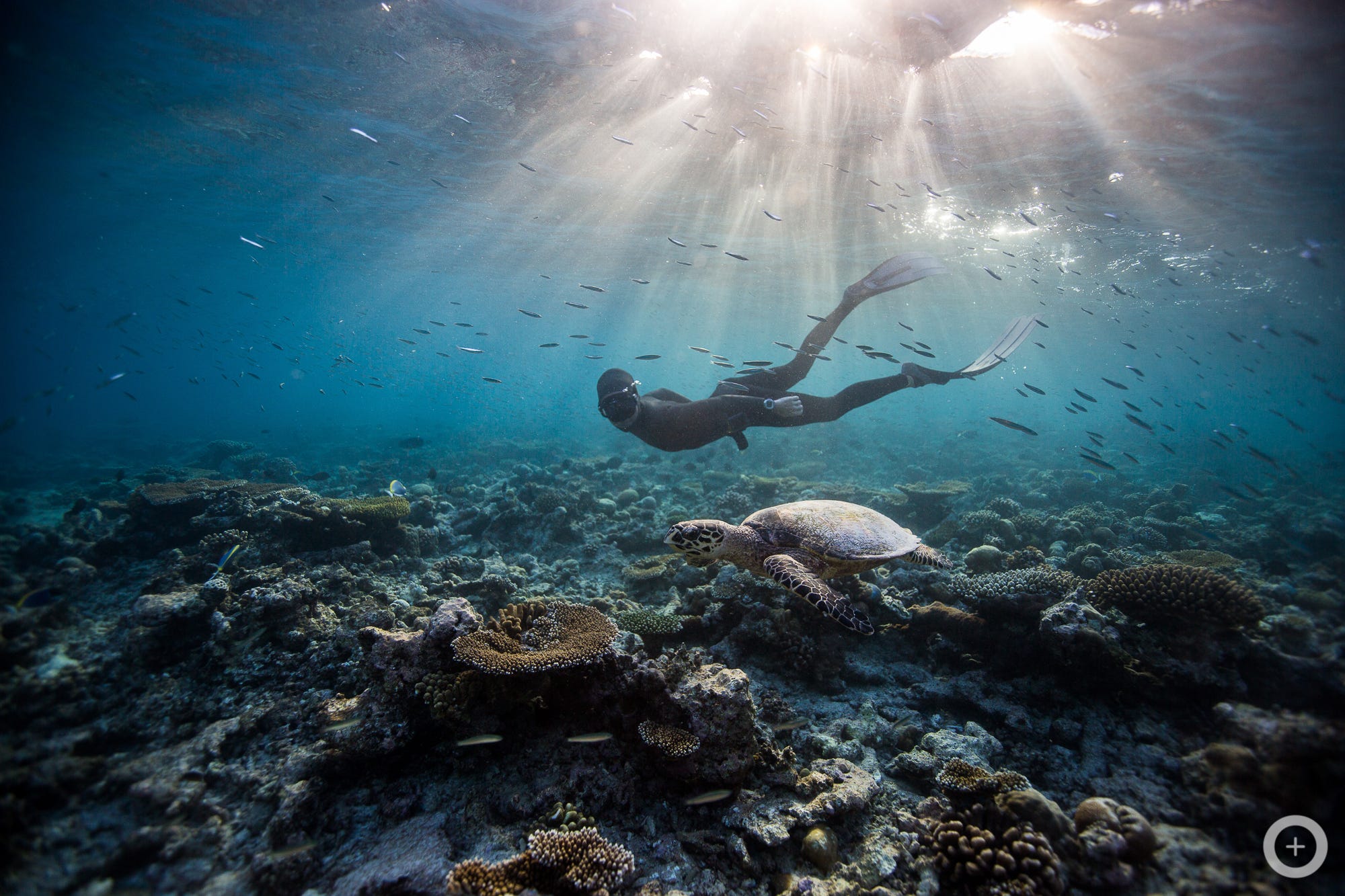 Meet the Freediving Couple Who Make Stunning Underwater Photos With No