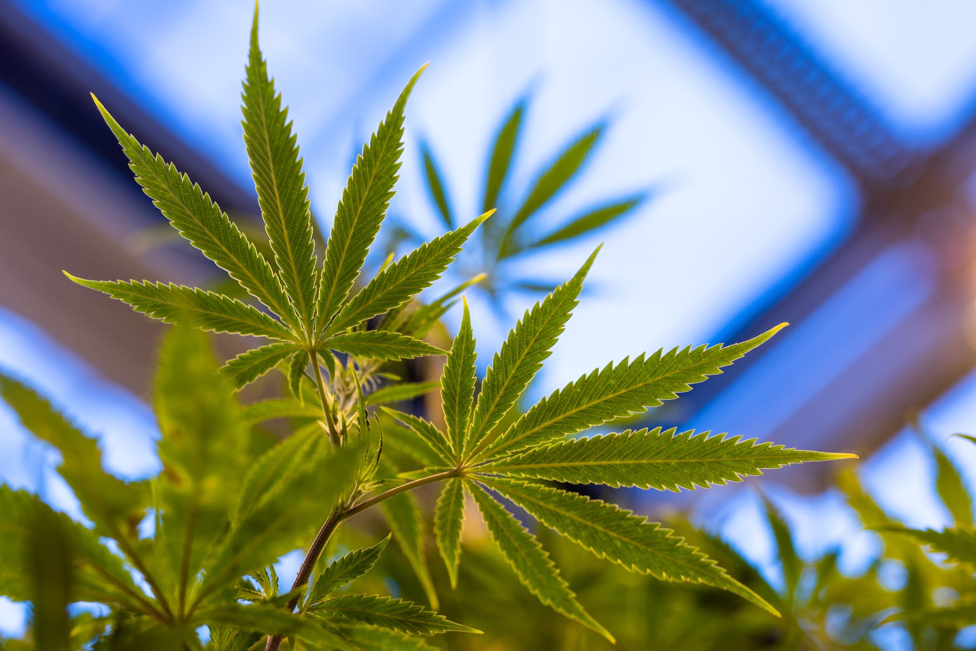 Bloomberg マリフアナ違法の香港で大麻投資会議 アジアや日本は変わるのか By Shinji Nakamura Japan 4 Medium Bloomberg マリフアナ違法の香港で大麻投資会議 アジアや日本は変わるのか By Shinji Nakamura Japan 4 Medium