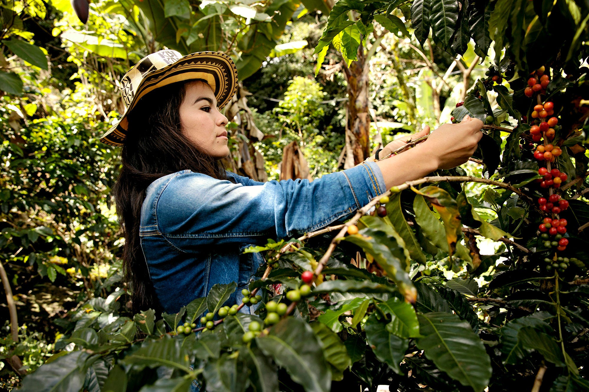 Coffee growers in brazil picture
