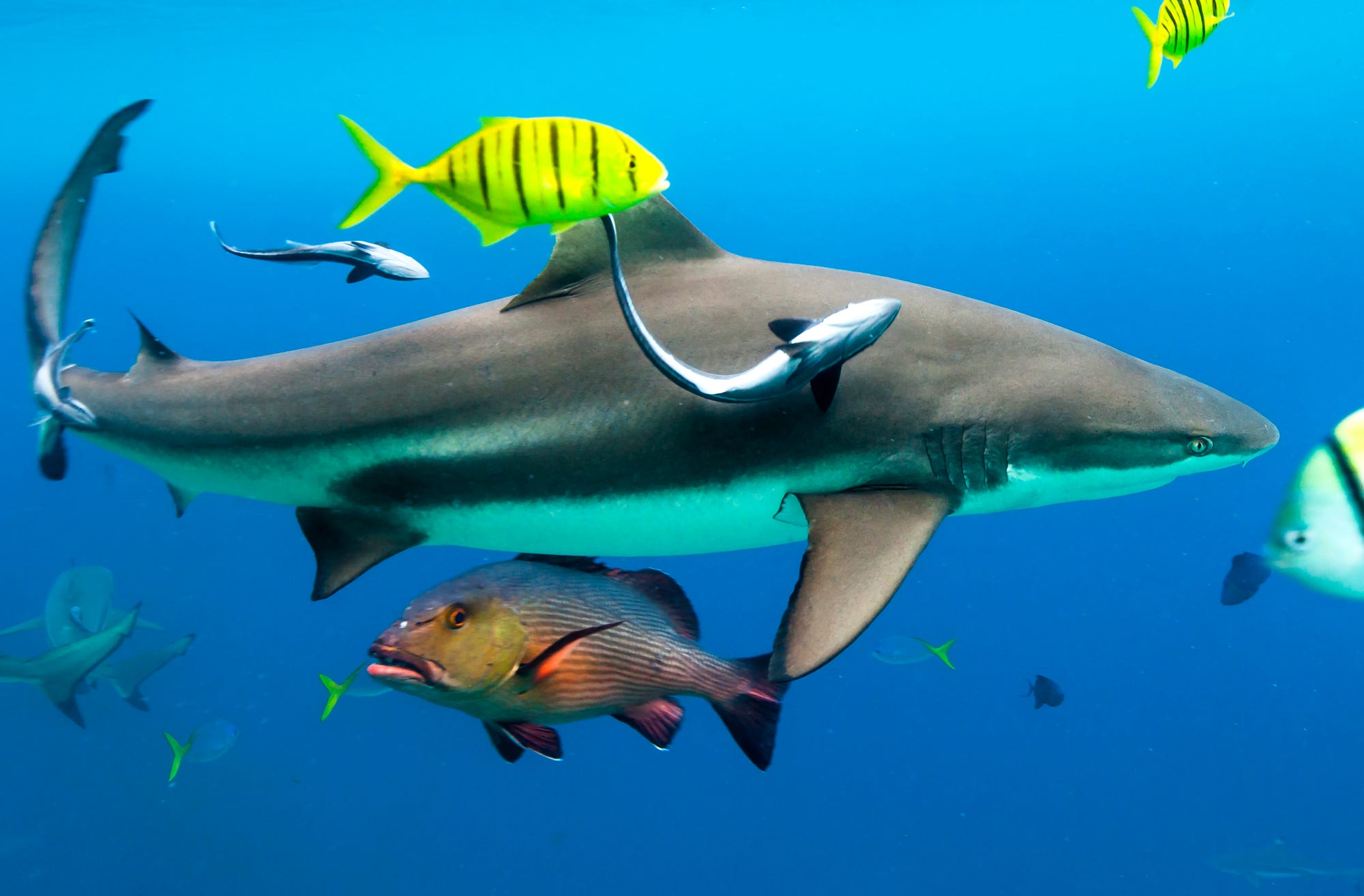 Shark Conservation Success Stories from South East Asia by Wildlife