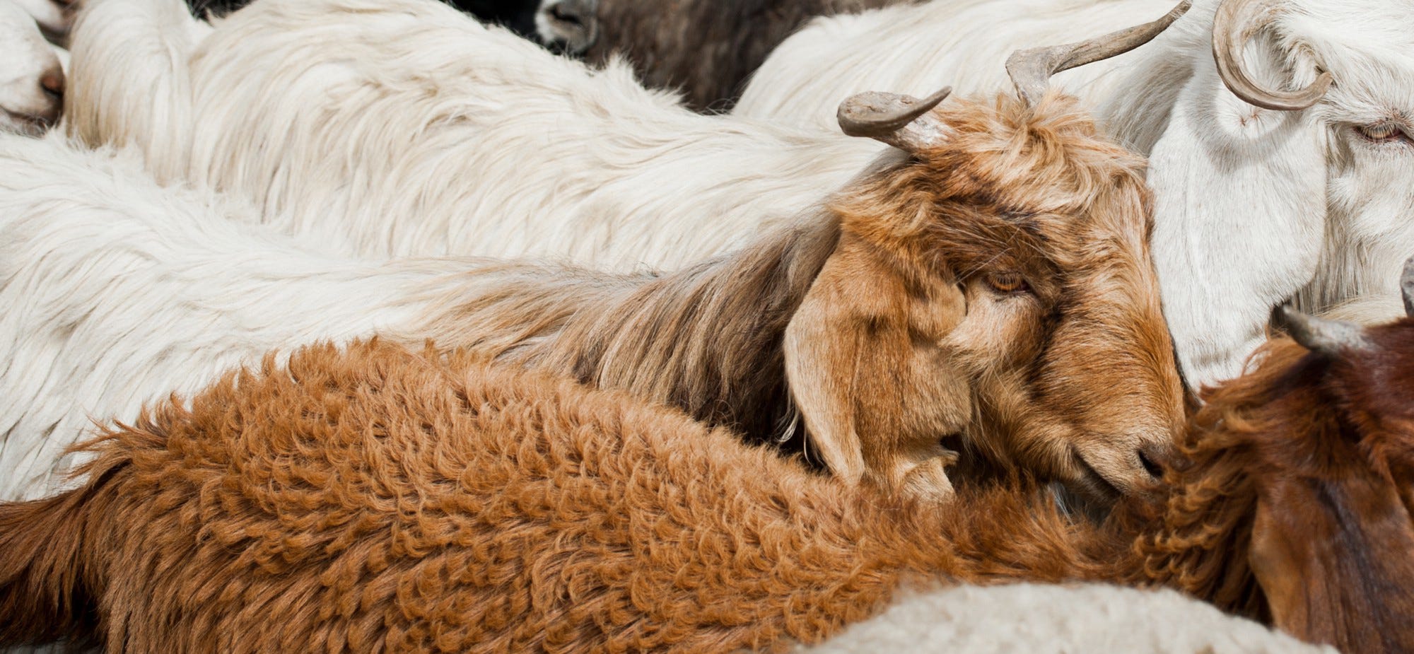 luxury cashmere