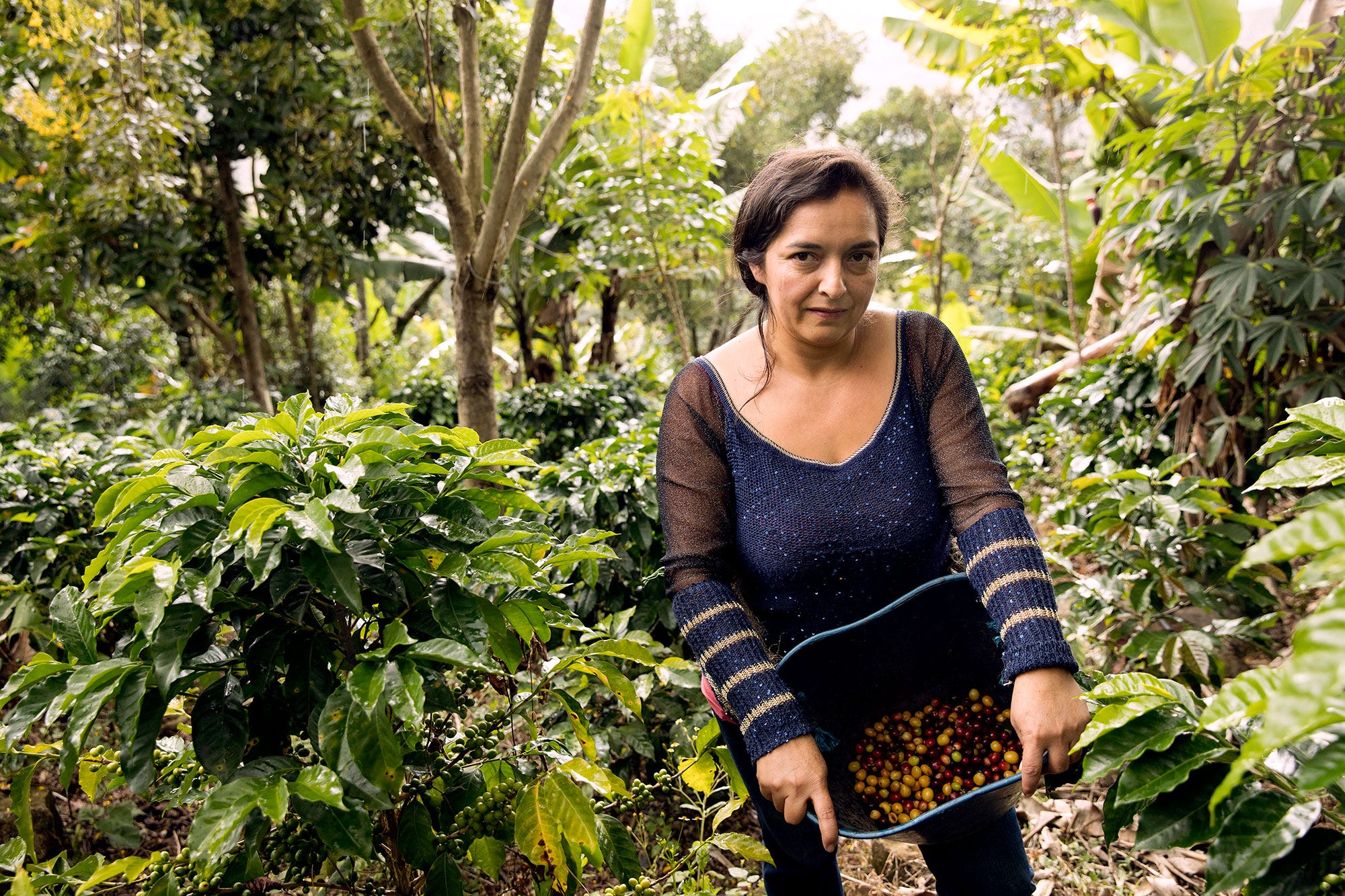 Sustainable coffee growers image
