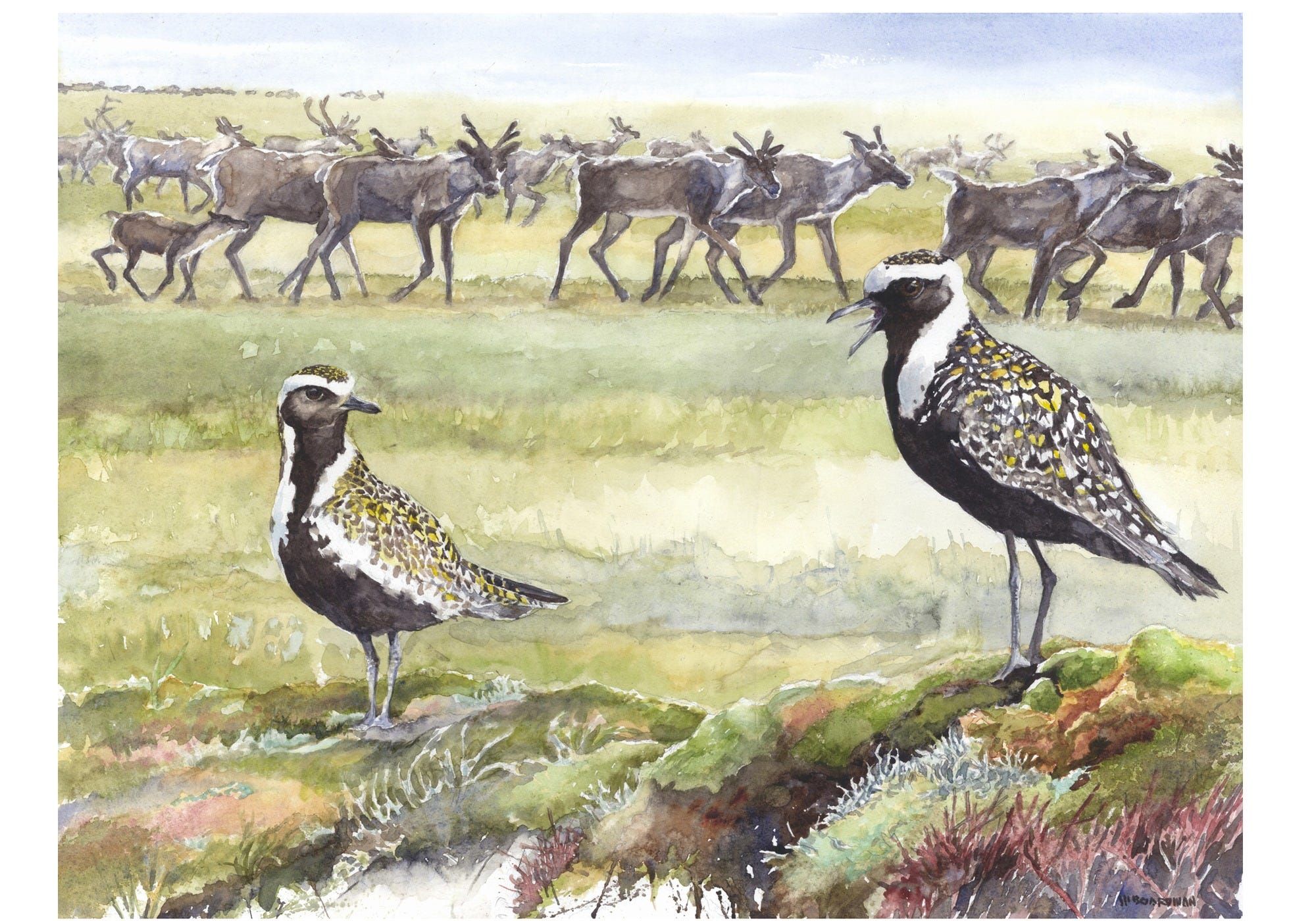 two shorbirds in the foreground with a heard of caribou in the background
