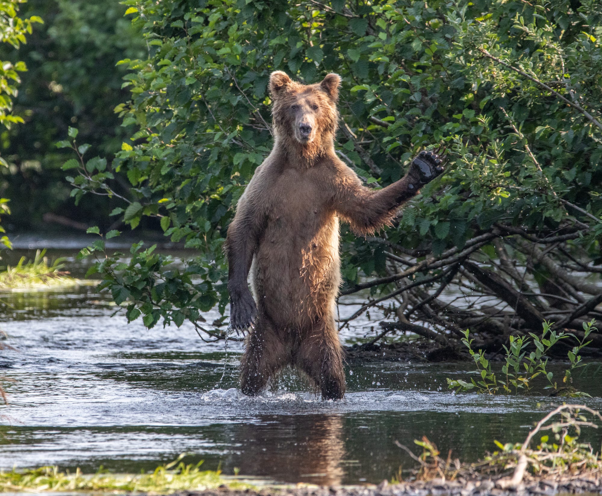 An adolescent brown bear standing on his back legs in a creek with his arm outstretched in a semi wave, looking scruffy