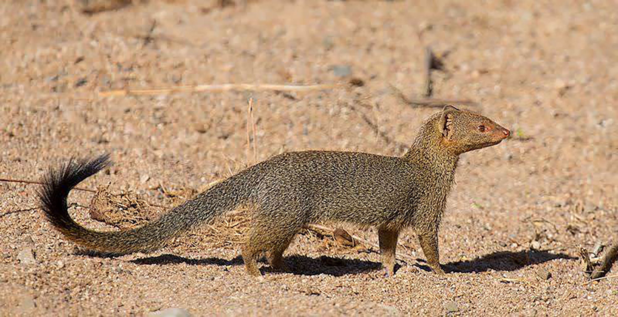 mongoose-como-find-funciona-h-alguma-confus-o-na-internet-sobre-o