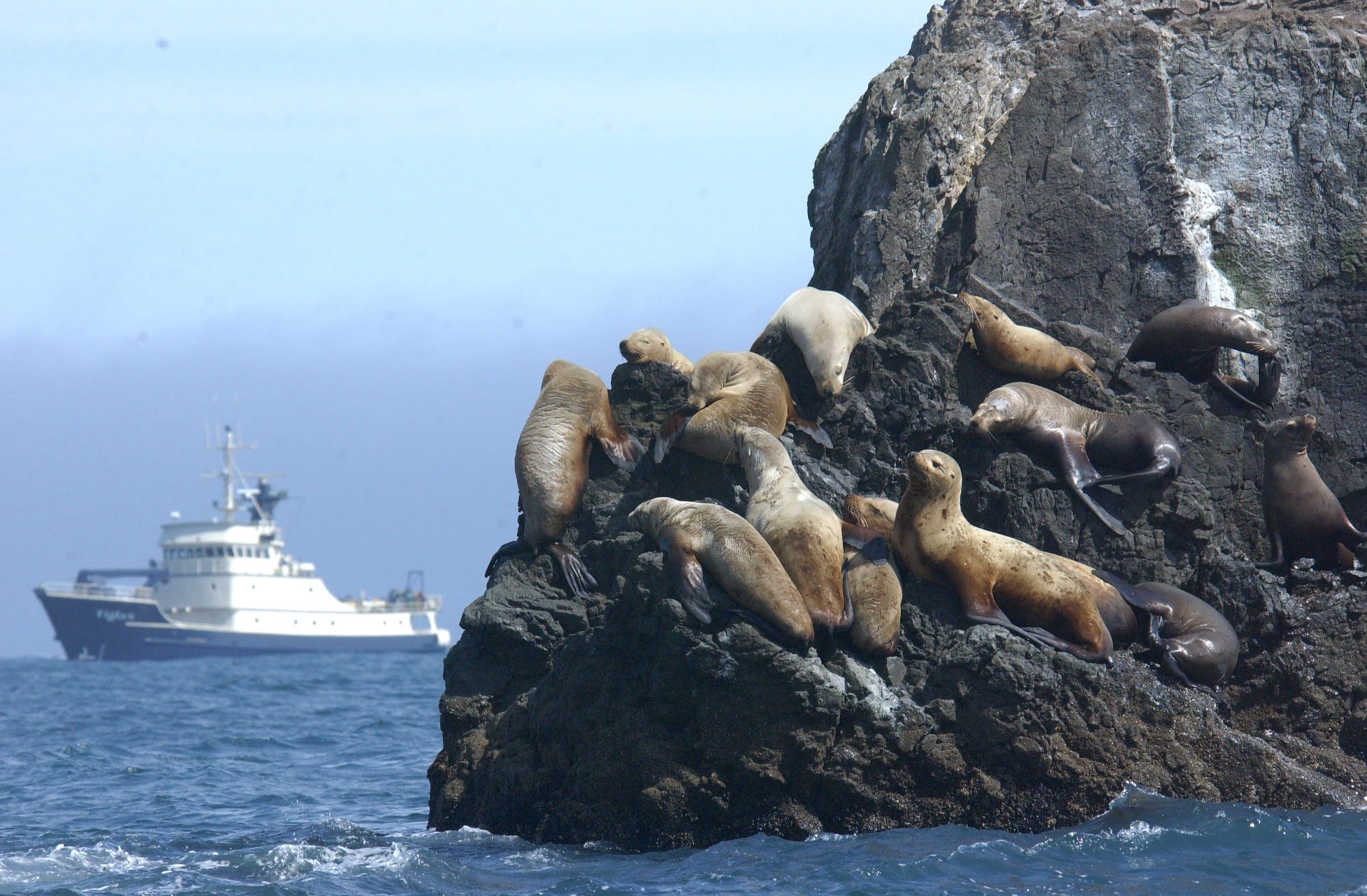 Steller’s sealions in the Gulf of Alaska with the R/V Tiglax in the background by USFWS