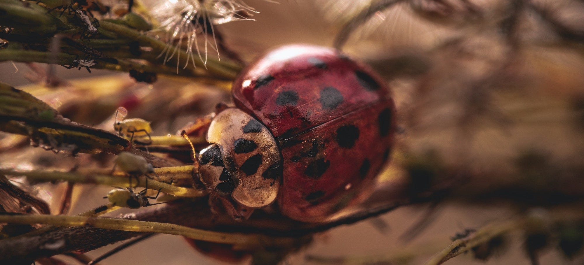 Macro photo of a lady bug