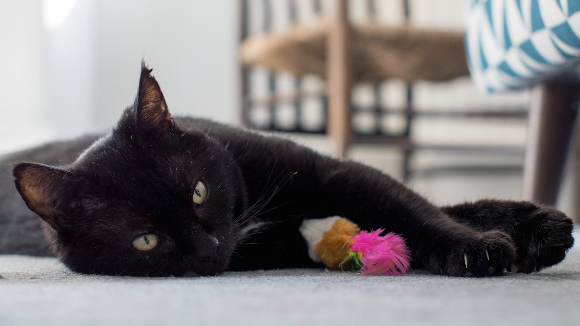 i love this post cat