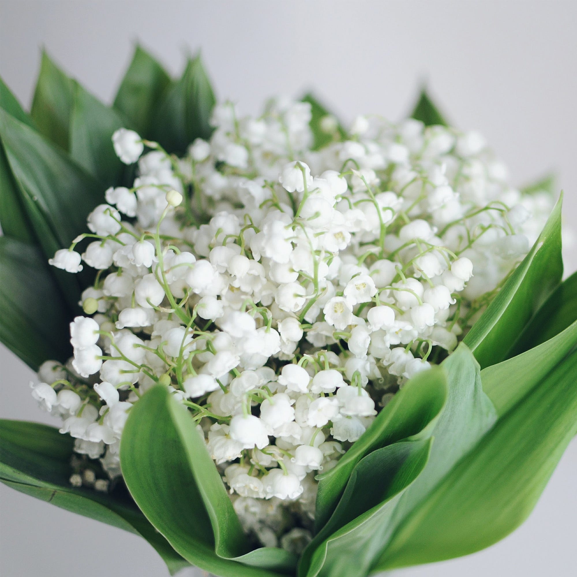 diorissimo lily of the valley