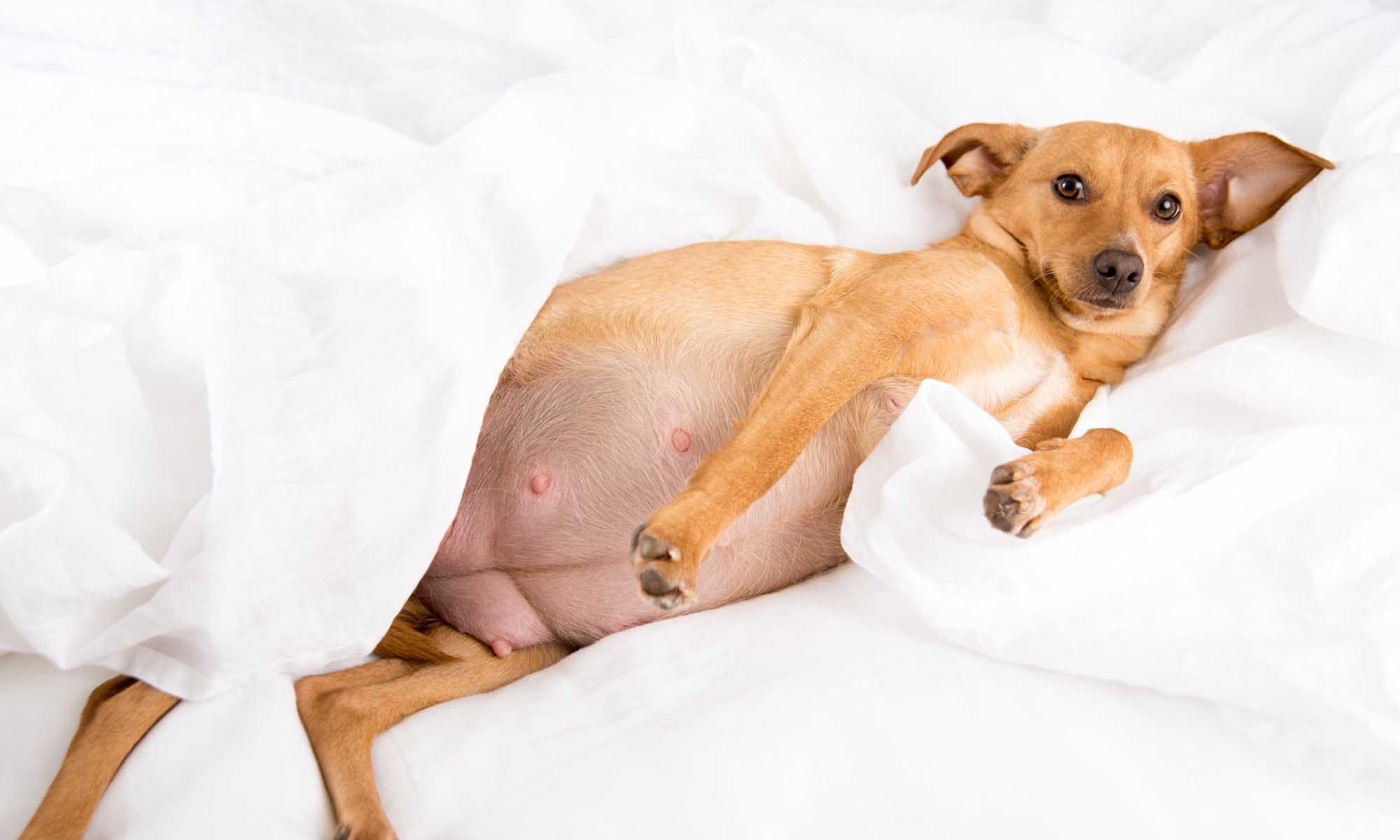 Pregnancy In Dogs And How To Prepare By Dogsdata Medium