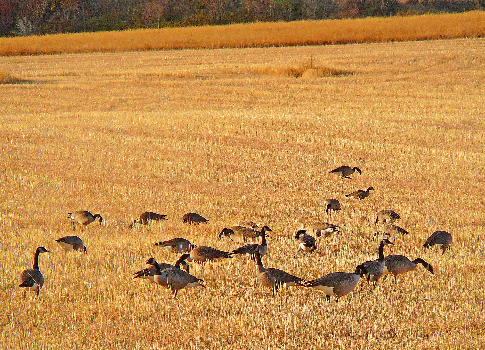 Canada geese feed in a farm field in Winthrop.
