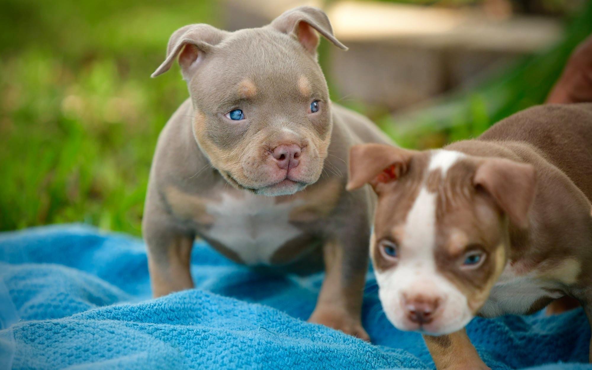 TOP POCKET BULLY BLOODLINE VENOMLINE  American bully kennels, American  bully, Pocket bully