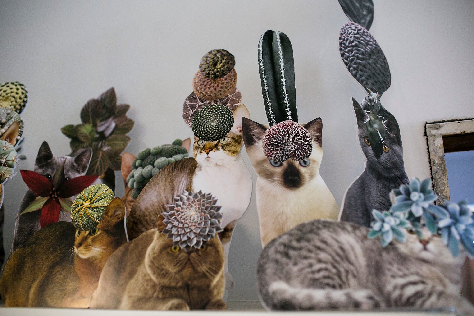 Cats, Cacti and Cornucopias Collide in CrazyDetailed Collage