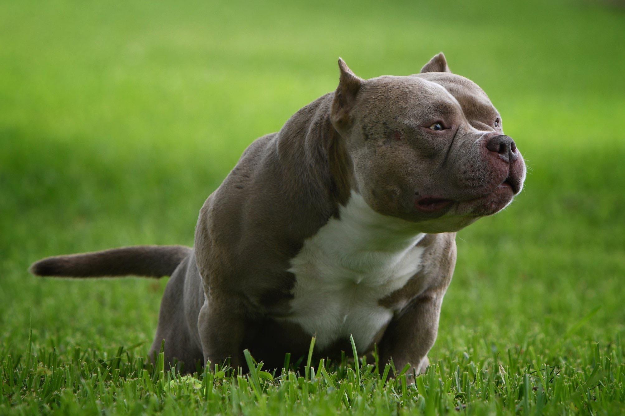 THE TOP AMERICAN BULLY KENNELS. EXTREME 
