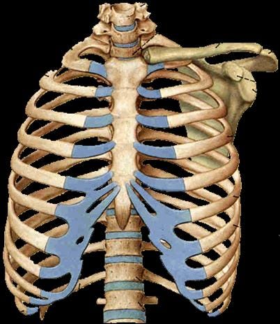 肋骨骨折多久會好 輔具家助行器 肋骨在生活當中是能夠保護我們的內臟的在我當中它對於外傷是有一定的緩衝作用的助行器 By 小凡的生活分享