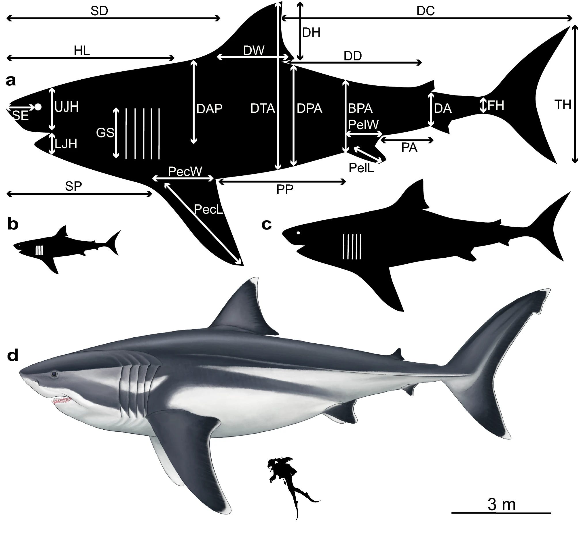 Just How Huge Was The Legendary Megalodon Could We See A Shark Like It Again By Will Lockett Predict Medium