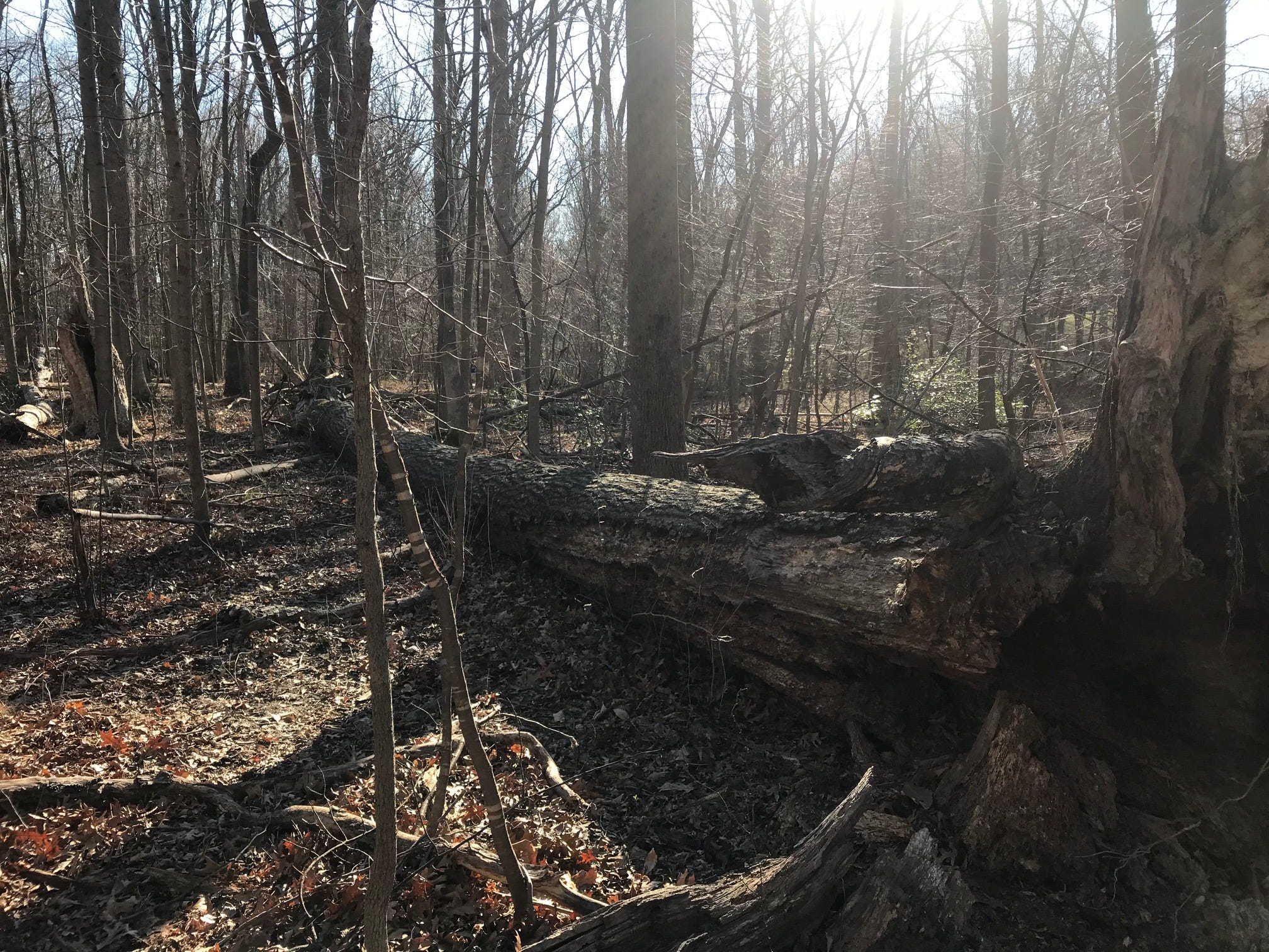 Walks In The Woods The Story Hall Medium Walks In The Woods The Story Hall Medium