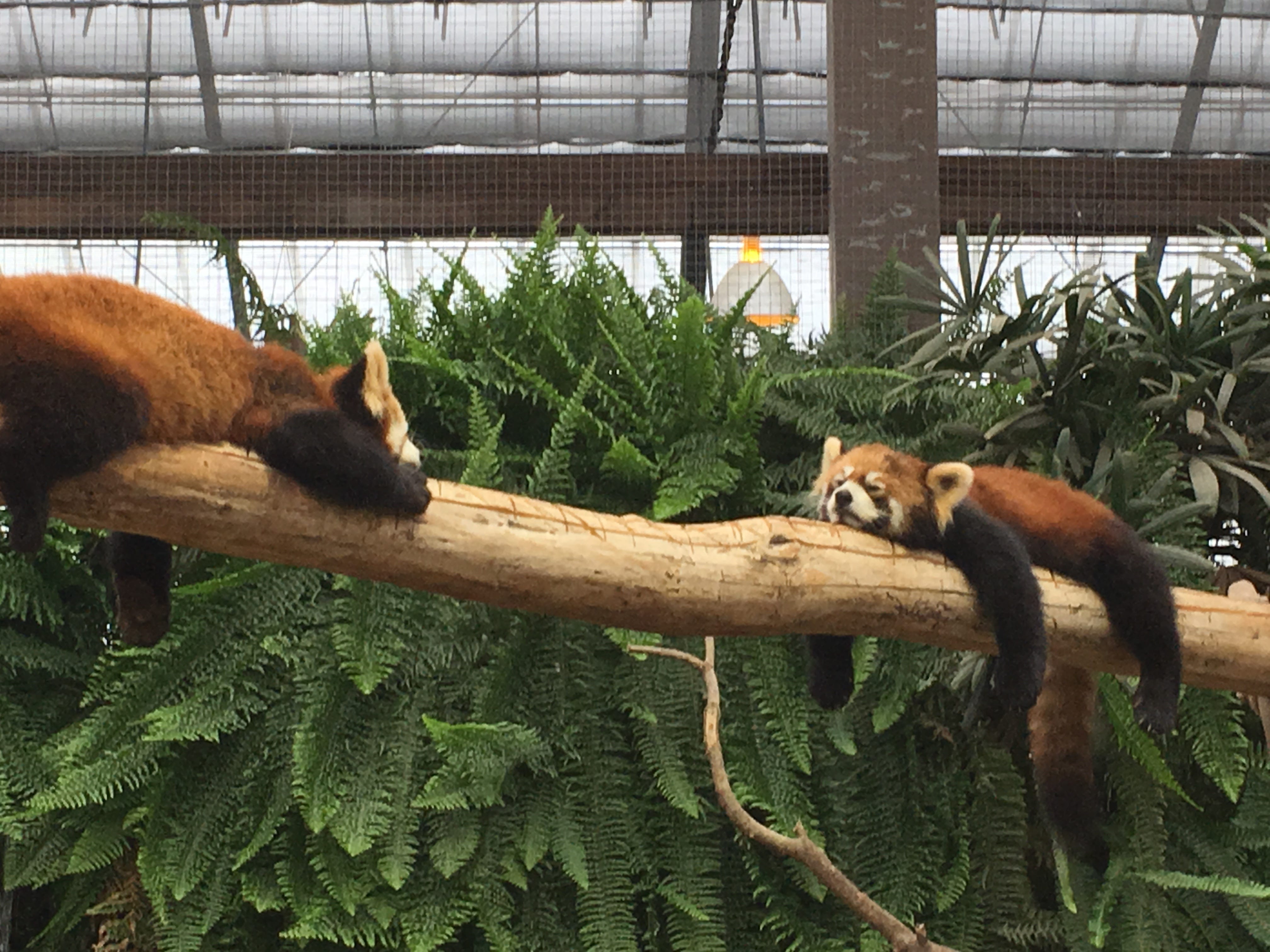 疫情來襲連動物園水族館的動物們也遭殃 這次的疫情不但造成人們生活的不便 連住在動物園以及水族館的動物們也跟著遭殃 園區 By Joel Fukuzawa Medium