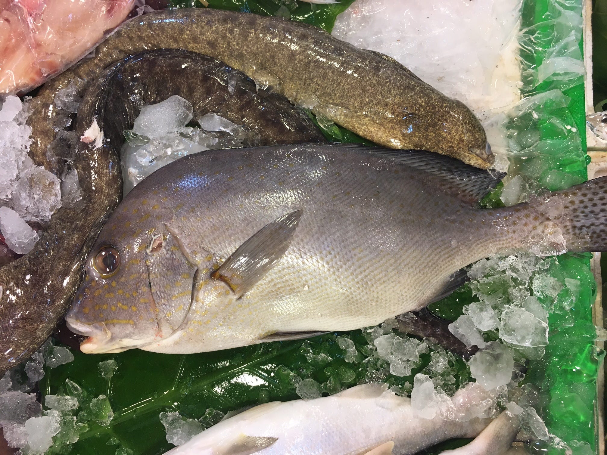 台湾の魚 基隆 Keelung でエキサイティングな魚市場を見つけたのでご紹介 By Tanu Tail Lab Medium 台湾の魚 基隆 Keelung でエキサイティングな魚市場を見つけたのでご紹介 By Tanu Tail Lab Medium