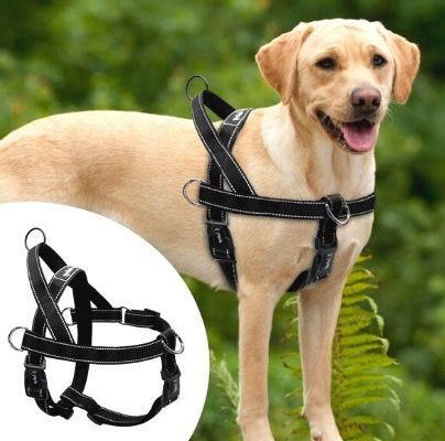whole dog journal harness