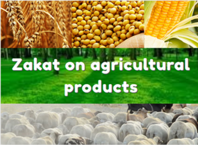 Zakat On Agricultural Products Introduction By Tijarah Hub Medium