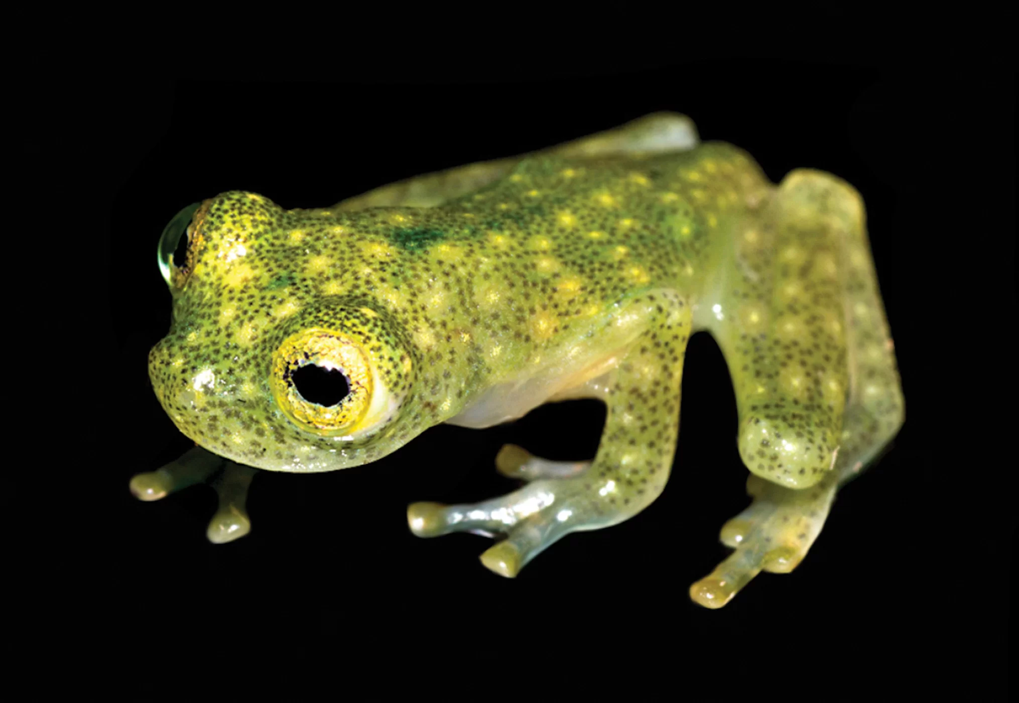 The Beating Heart of a Glass Frog | by Christine Lou | Quark Magazine