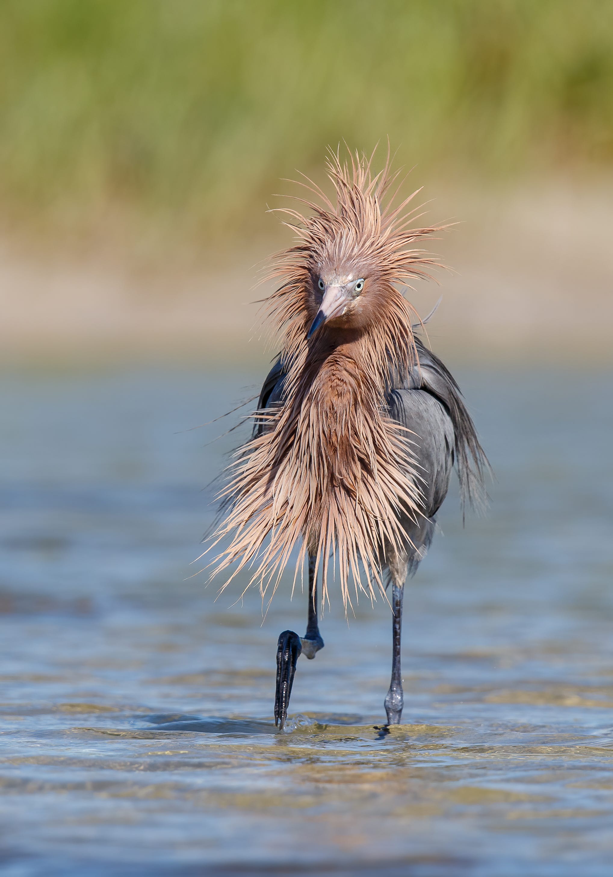 An egret traipsing through water with a large, textured mane of brown feathers