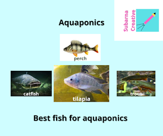fish for aquaponics