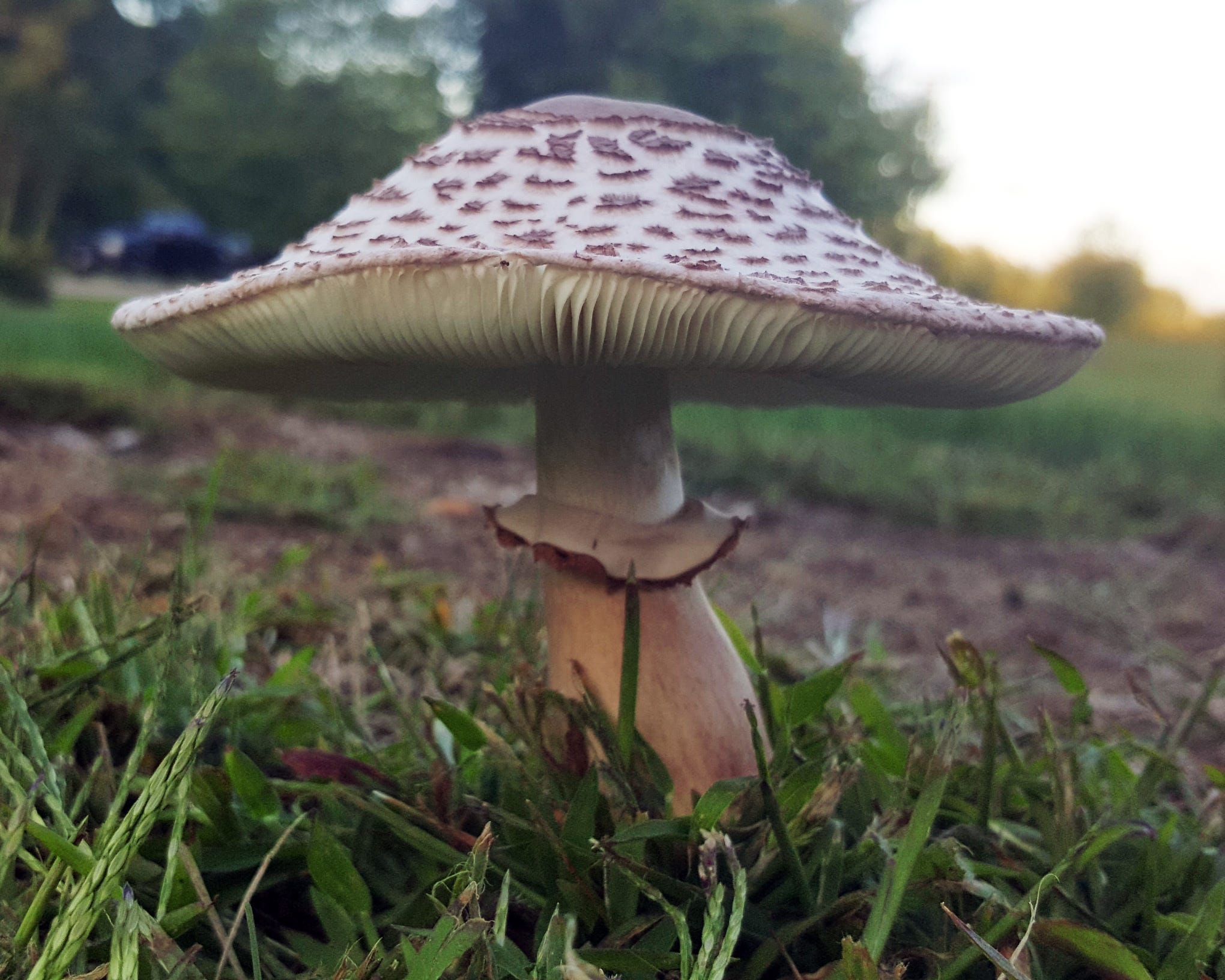 mushroom smurf