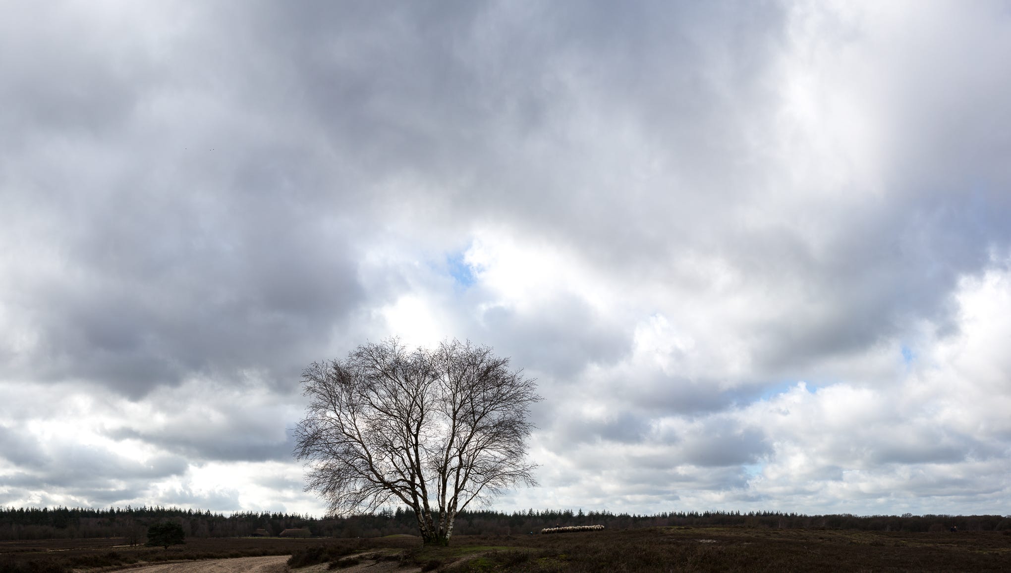 Heather view with shepherd and flock, Ermelo, Gelderland, Winter '20 | by Droger | Medium