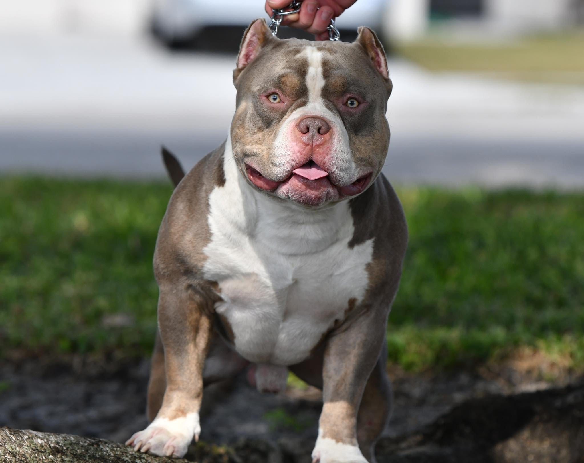 THE AMERICAN BULLY STUDS OF VENOMLINE TOP POCKET BULLY BREEDER