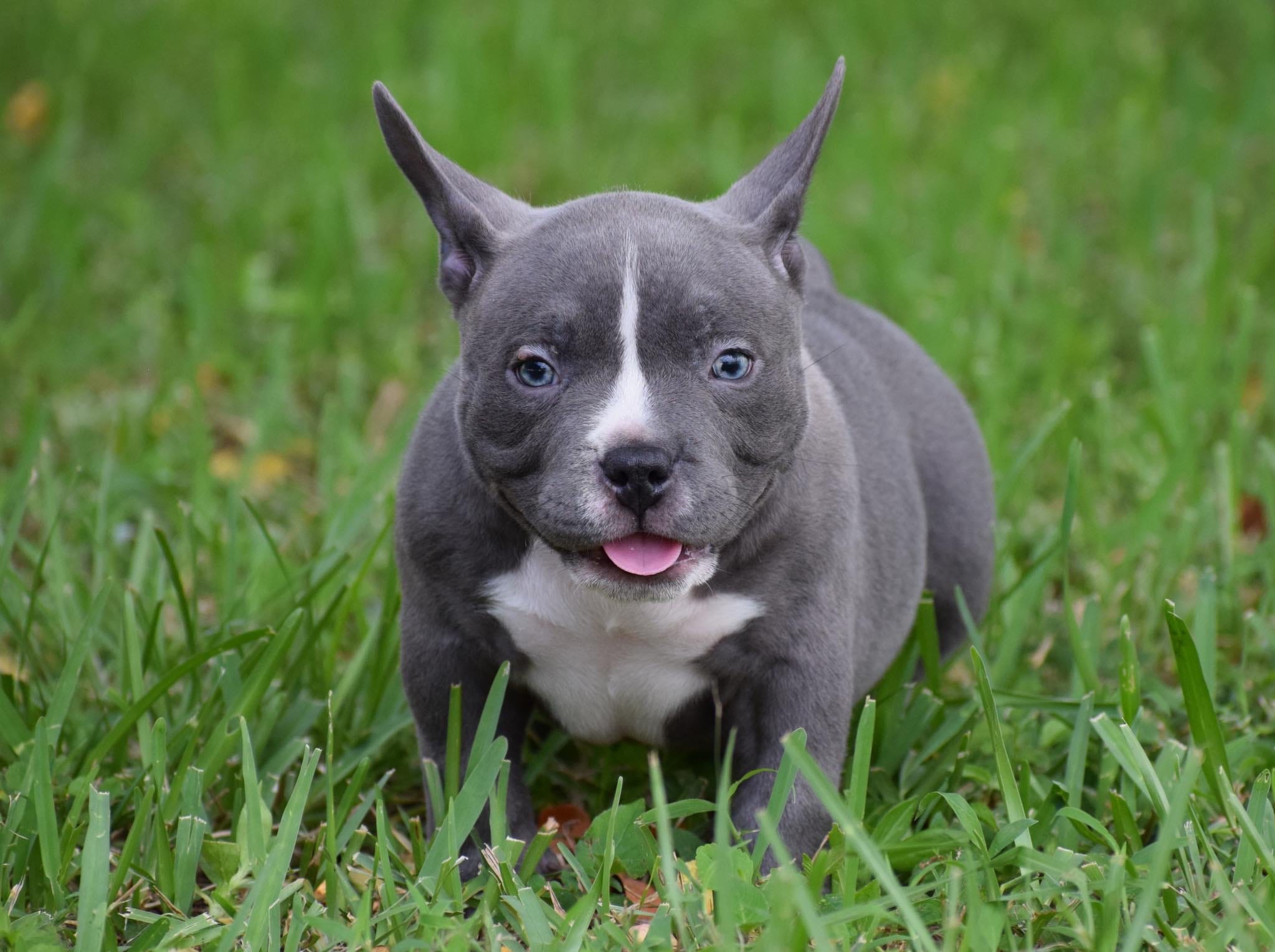 17 Tiny Extreme American Bully Puppies For Sale Photo 8K 