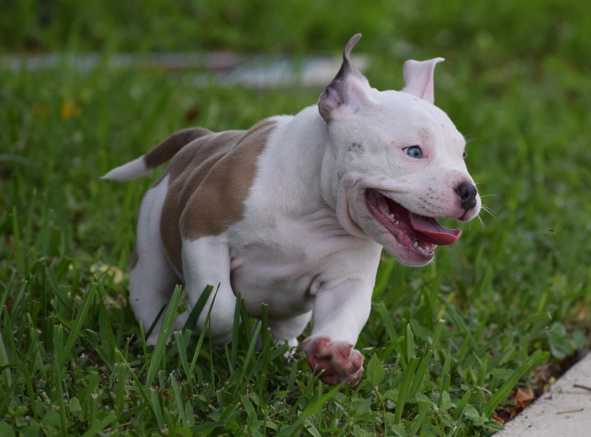 Best Extreme Pocket American Bully Puppies For Sale | by BULLY KING