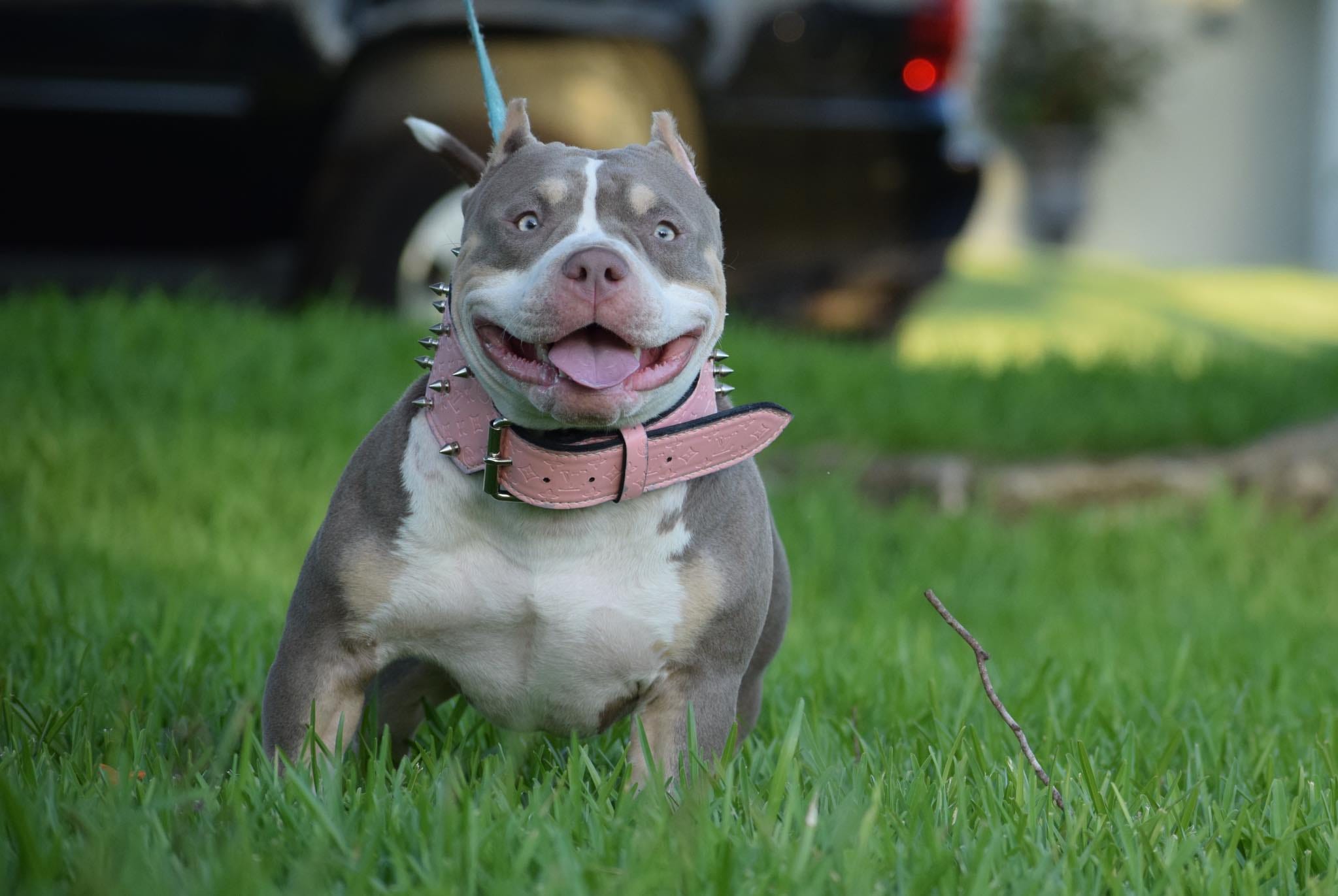 The Lilac Tri Colored Pocket American Bully by BULLY KING Magazine
