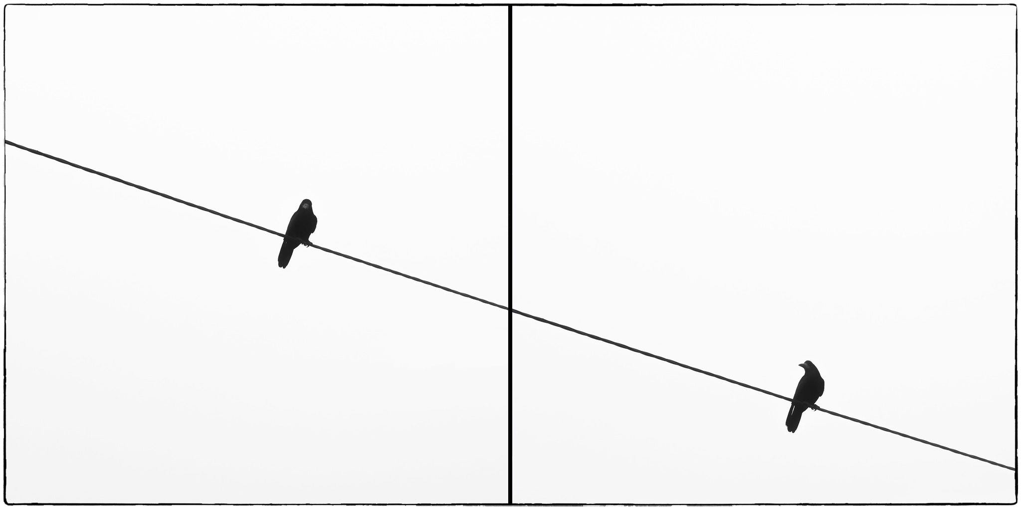 Two pictures of a bird on a wire looking back at itself.