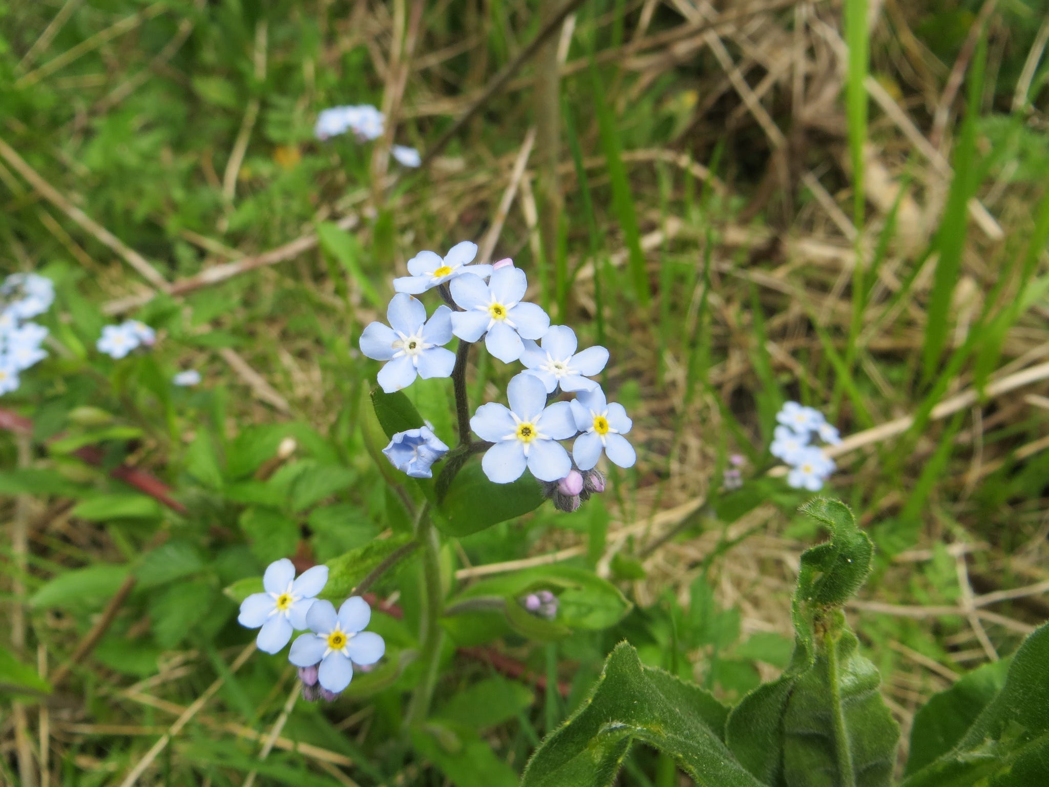 Natural Hamilton in Pictures Wildflowers, Fungi, and Insects
