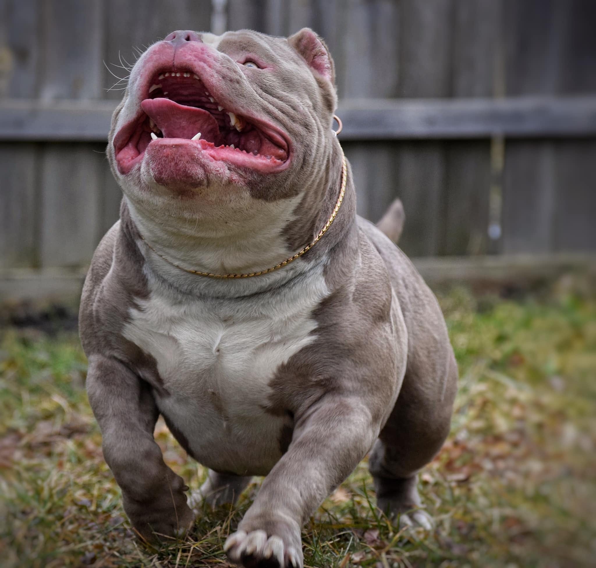 60 Top Images Micro Bully Puppy For Sale - American Bully Breedings The