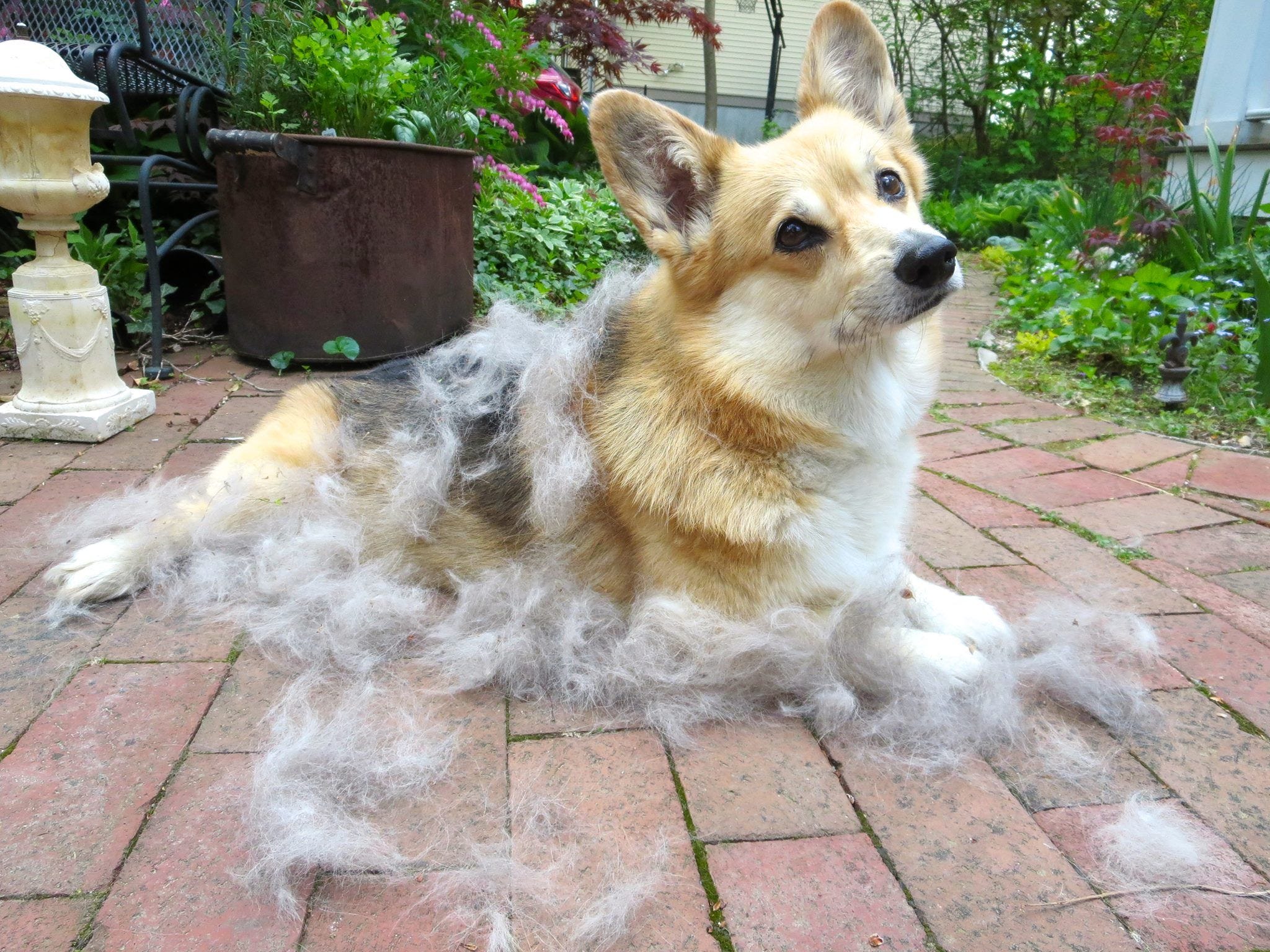 corgi shed