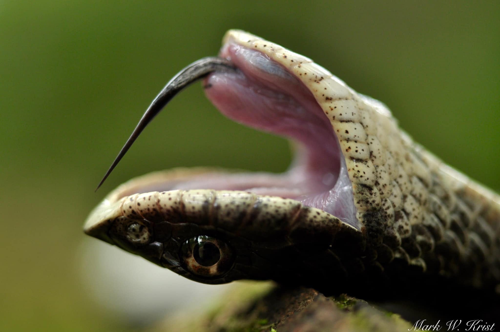 Stop Killing Snakes It S Cruel It S Unnecessary It S By Micha Petty The Natural World Medium