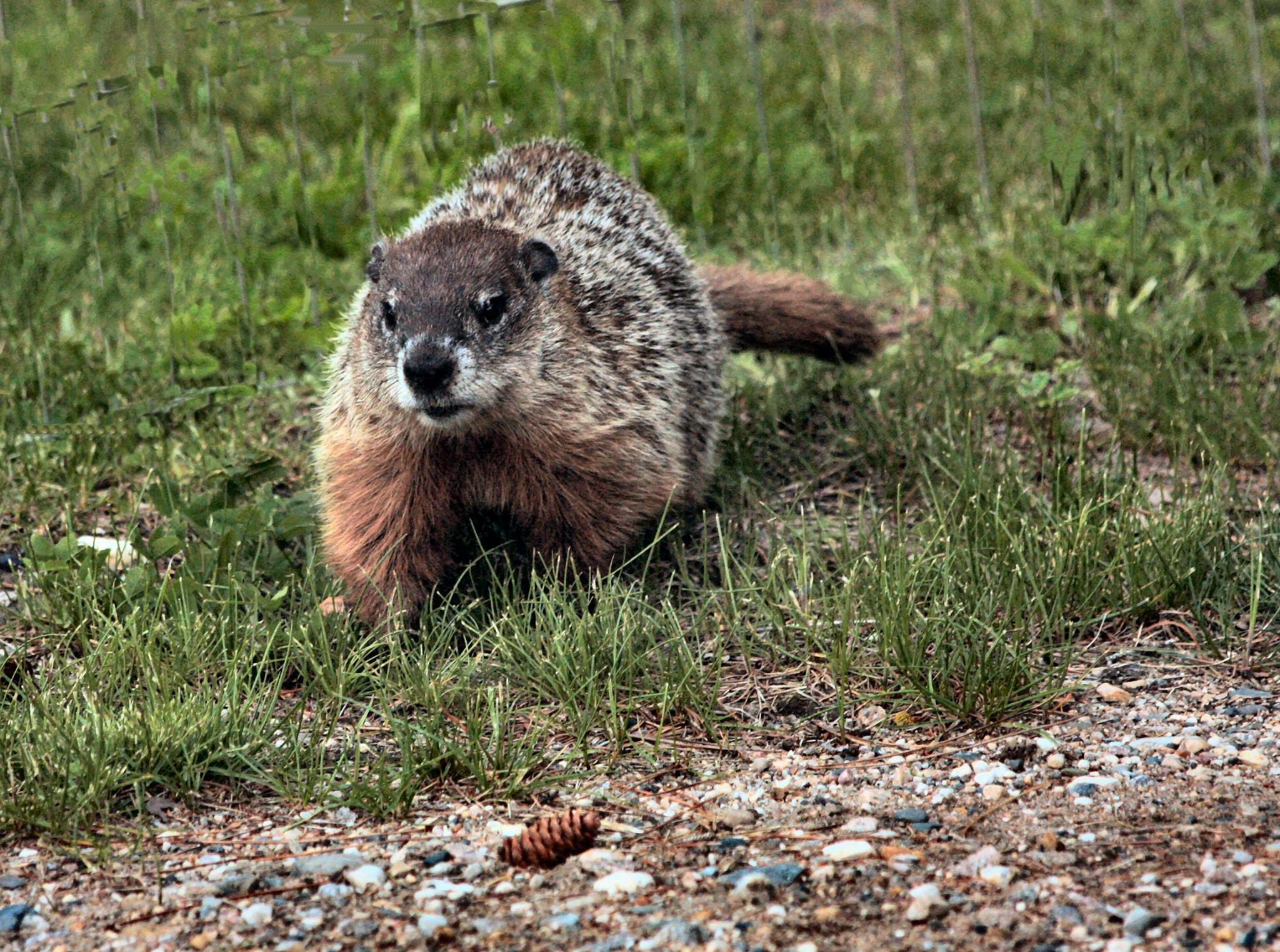 Fun Facts About Groundhogs. The groundhog is a rodent of ...