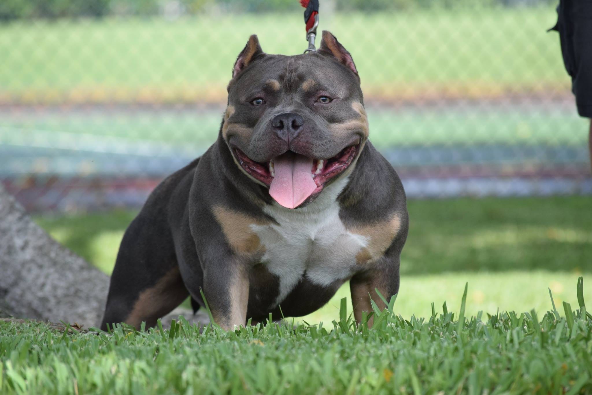 Best American Bully Breeding Top Extreme Build Pocket Bully Puppies For Sale By Venomline Pocket Bully S Venomline Medium