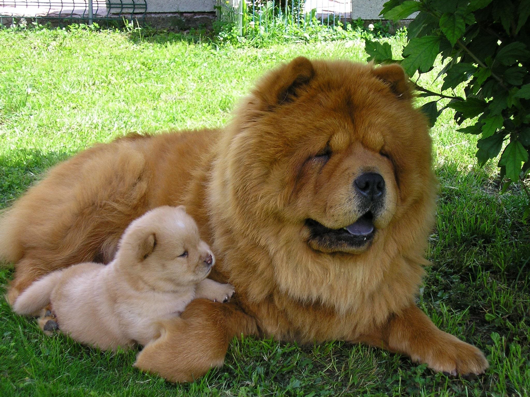 chinese dog chow chow