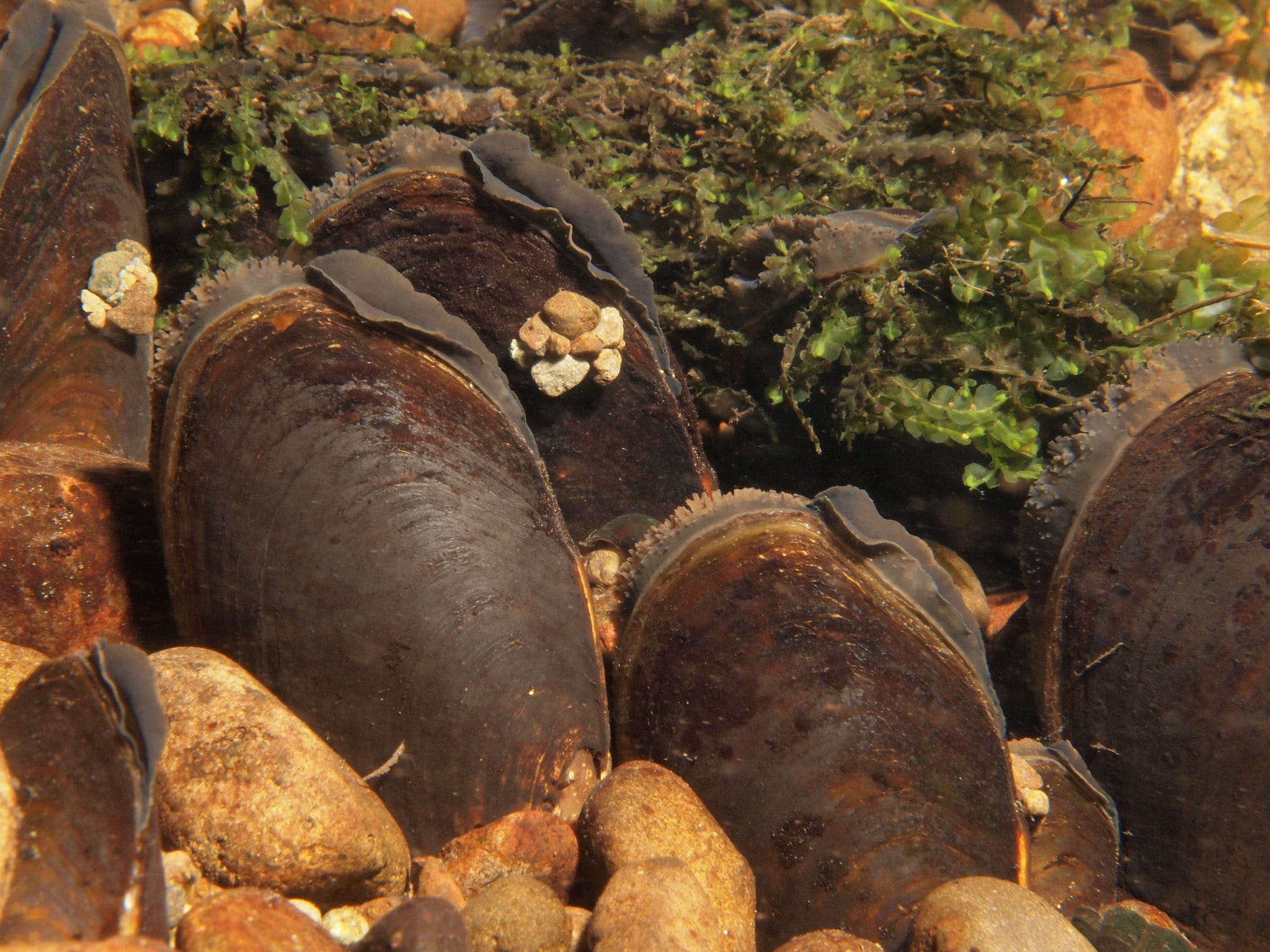 Western pearlshell mussels underwater and surrounded by moss and rocks