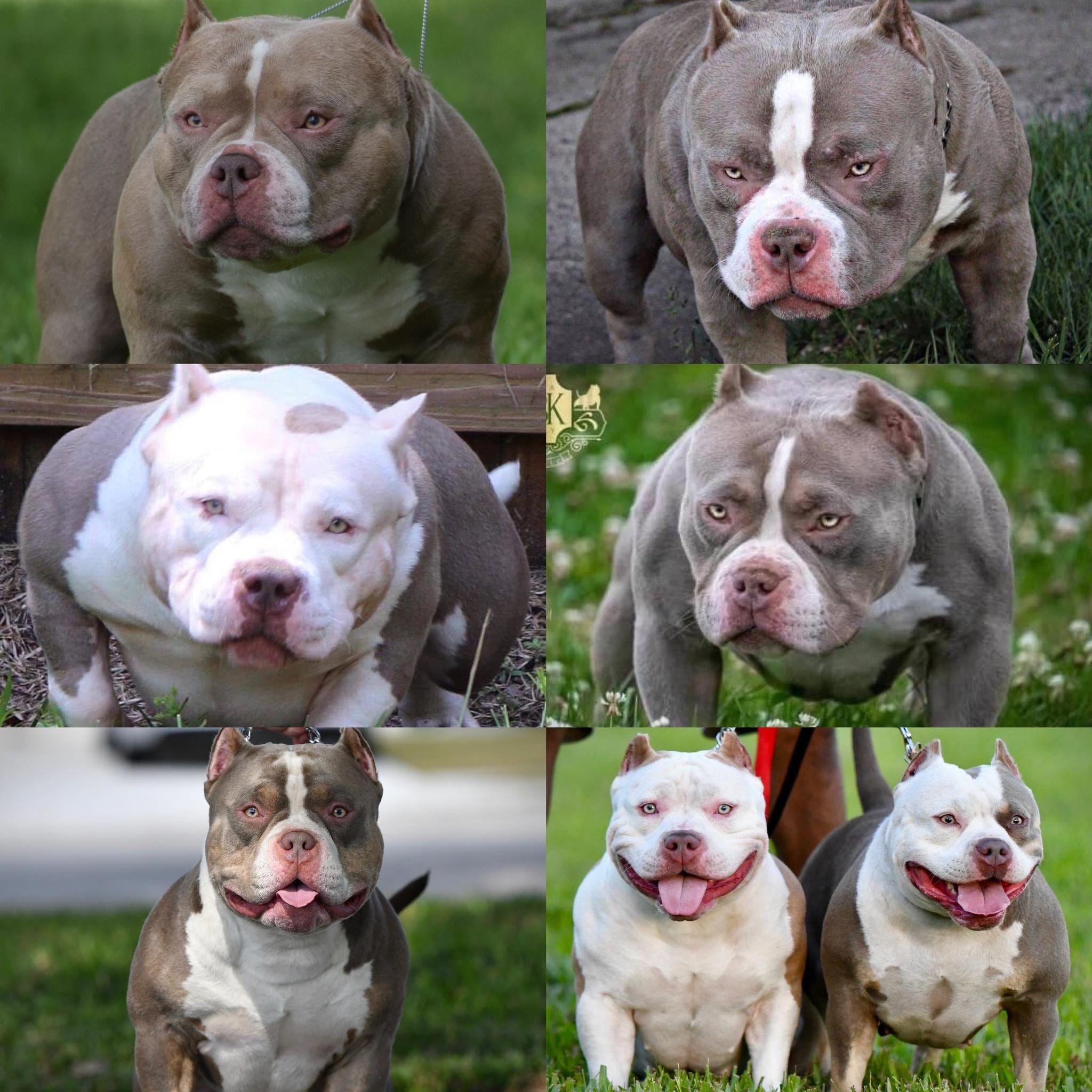 THE FLASHY TRI COLOR AMERICAN BULLY PUPPIES OF VENOMLINE