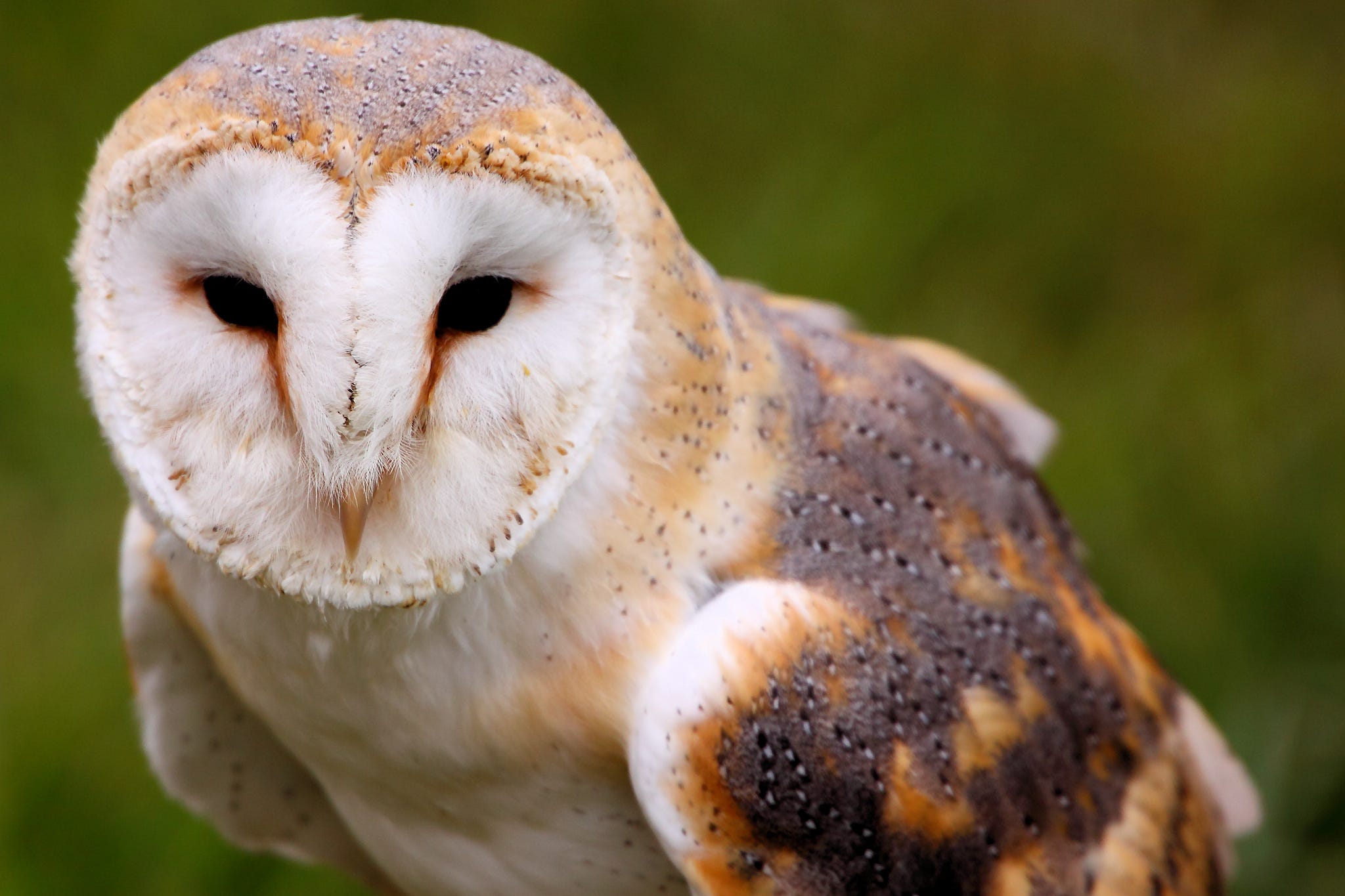 How An Owl S Brain Pinpoints Sounds Brains And Behaviour Medium