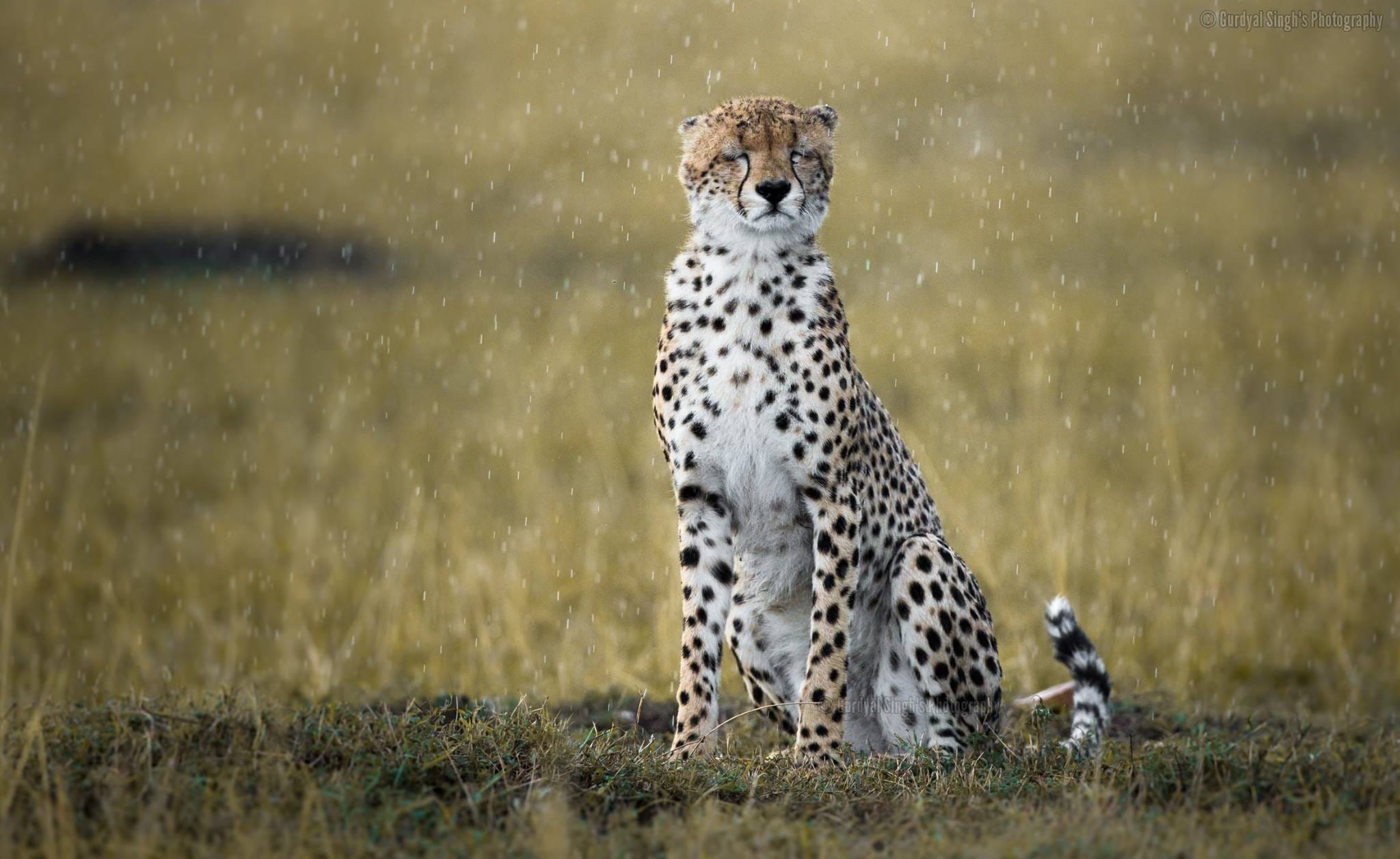 Raining Cats Edge Of Wild Medium