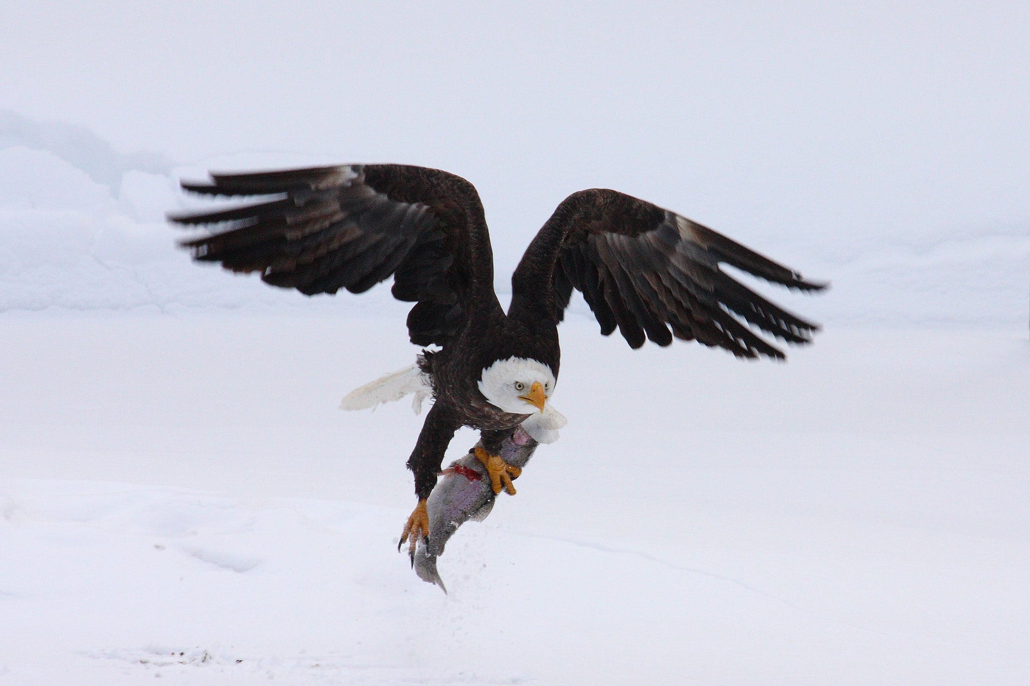 bald eagle soaring through sky with trout in its talons